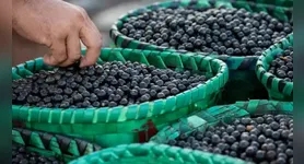 Fruto movimenta mais de R$ 1 bilhão no Brasil, segundo o IBGE.