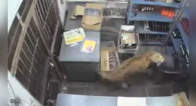 Apesar do susto, homem conseguiu deixar o estabelecimento e trancou o animal no interior da loja.