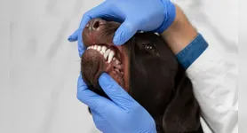 Escovação diária e consultas veterinárias ajudam a prevenir complicações.