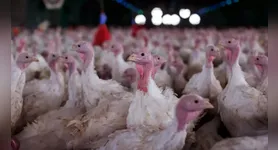 Doença afeta aves domésticas e silvestres e é causada por vírus virulento do paramixovírus aviário do sorotipo 1 (APMV-1).