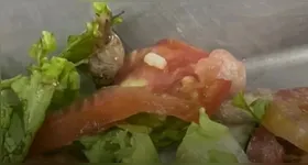 O caramujo foi encontrado pelos alunos na hora do almoço