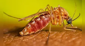 O Mosquito Culex é o principal transmissor da doença