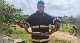 A jiboia foi resgatada pelos bombeiros, que a levaram para uma área de preservação