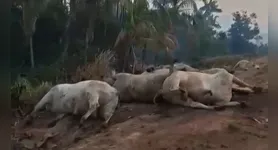 A carreta pegou fogo, saiu da pista e alguns bois transportados morreram
