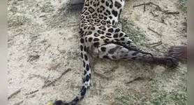 O animal matou a criança, que morreu pelos líderes indígenas