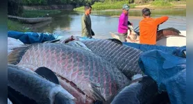 Foram 361 pirarucus remanejados, que totalizam quase 20 toneladas