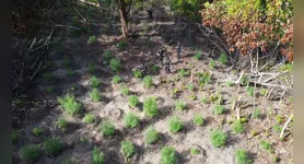 A plantação ilegal de maconha foi encontrada pelos policiais em área de mata