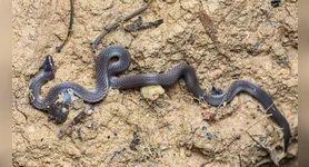 A luta pela vida faz com que a serpente dê cambalhotas que chegam a 13 km/h