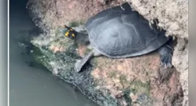 Vídeo repercutiu nas redes sociais