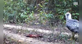 Harpia foi flagrada durante a predação de um macaco-guariba em área remota da Amazônia paraense.