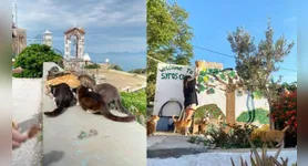 Programa de voluntariado na ilha grega de Syros oferece hospedagem e alimentação para participantes que ajudam nos cuidados com gatos.
