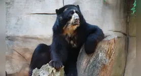 Pepito e Penélope vivem há mais de 15 anos no Zoológico Municipal Quinzinho de Barros, em Sorocaba.