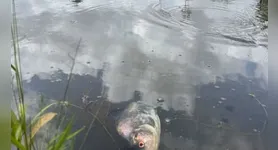 Peixes foram encontrados mortos em igarapé do Parque Estadual do Utinga, em Belém, nesta segunda-feira (19). A causa do episódio ainda precisa ser esclarecida