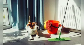 A presença dos animais pode trazer alguns desafios para a rotina de limpeza, e um dos principais é o odor que pode ficar em diferentes ambientes.