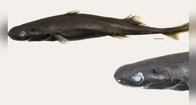 Os pesquisadores localizaram apenas um exemplar da nova espécie, encontrado entre 400 e 500 metros de profundidade. O animal é uma fêmea, com coloração em tons de marrom e preto.