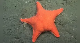 Mais de 4 milhões de pessoas acompanharam as explorações, incluindo o momento em que uma estrela-do-mar alaranjada foi comparada ao personagem Patrick Estrela, conhecido por seu formato arredondado e sua coloração rosada.