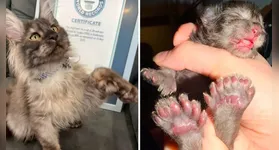 Erebus Anomaly, um gato polidáctilo dos EUA, entra para o livro dos recordes com 29 dedos. Saiba mais sobre essa curiosa condição genética.