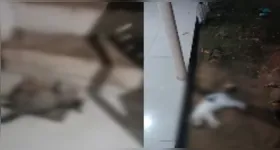 Imagens compartilhadas nas redes sociais mostram situação antes das mortes.