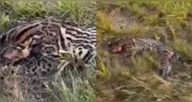Presença de animais silvestres próximos às rodovias pode representar risco tanto para a fauna quanto para os condutores