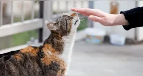 Descubra como momentos de qualidade com pets ajudam a reduzir estresse e ansiedade dos tutores, segundo especialista em comportamento animal.