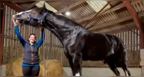Hugo mede 1,99 metro até a cernelha, pesa cerca de 890 kg e foi reconhecido pelo Guinness como o cavalo vivo mais alto do mundo.