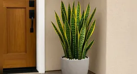 Descubra onde colocar a espada-de-são-jorge em casa e como cuidar dela para trazer proteção e prosperidade, de acordo com o Feng Shui.