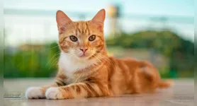 Descubra como a escovação ajuda a prevenir bolas de pelo e doenças em gatos. Dicas e cuidados essenciais para a saúde do seu pet.
