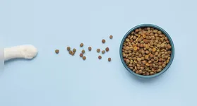 O alimento precisa ser completo e balanceado para a espécie e para a fase de vida do pet.