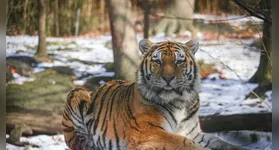 Imagem ilustrativa da notícia Homem morre após entrar em recinto de tigre em zoológico