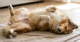 Cachorro dormindo de barriga para cima pode estar buscando conforto, aliviando o calor ou simplesmente relaxando em um ambiente onde se sente seguro.