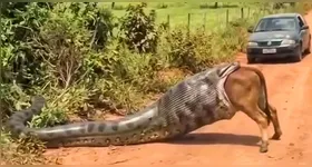 Vídeo de uma suposta sucuri gigante engolindo uma vaca viraliza nas redes sociais e chama atenção pelo realismo das imagens