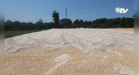 Com os dois novos campos em construção, o Centro de Treinamento do Paysandu passa por uma transformação gradual