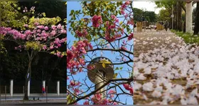 Belém ganha um colorido especial durante a temporada dos ipês, que florescem e transformam ruas, praças e parques da cidade em verdadeiros cartões-postais.