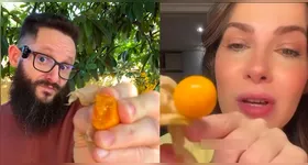 O camapu é muito utilizado na culinária amazônica.