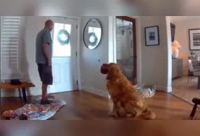 O golden retriever Nash surpreendeu ao encontrar um invasor dentro de casa, nos Estados Unidos. Em vez de latir ou atacar, o cachorro levou um brinquedo até o homem e abanou o rabo, como se estivesse convidando o "visitante" para brincar.
