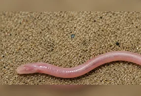 O animal foi batizado de Gangaichthys indonepalicus e pertence à família Chaudhuriidae