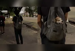 O filhote parecia estra confortável na mochila do tutor.