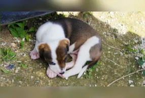 Lambidas constantes nas patas podem ser um sinal de alergias, parasitas, ferimentos, infecções ou até estresse. Saiba quando o comportamento exige atenção