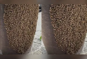 A remoção dos insetos deve ocorrer com equipamentos adequados e pessoal habilitado, para evitar ataques e danos aos animais.