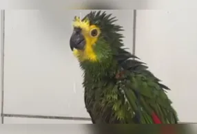 O vídeo do papagaio corintiano reforça o quanto essas aves são sensíveis ao ambiente em que vivem e capazes de surpreender até os tutores mais experientes.