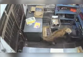 Apesar do susto, homem conseguiu deixar o estabelecimento e trancou o animal no interior da loja.