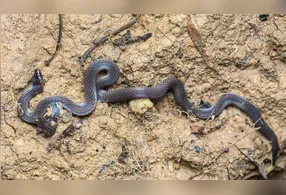 A luta pela vida faz com que a serpente dê cambalhotas que chegam a 13 km/h