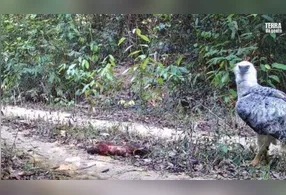 Harpia foi flagrada durante a predação de um macaco-guariba em área remota da Amazônia paraense.