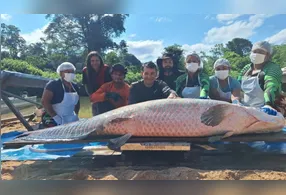 Pirarucu de 2,46 metros e 137,9 quilos foi capturado durante ação de manejo em reserva de Rondônia.