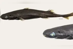 Os pesquisadores localizaram apenas um exemplar da nova espécie, encontrado entre 400 e 500 metros de profundidade. O animal é uma fêmea, com coloração em tons de marrom e preto.