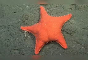 Mais de 4 milhões de pessoas acompanharam as explorações, incluindo o momento em que uma estrela-do-mar alaranjada foi comparada ao personagem Patrick Estrela, conhecido por seu formato arredondado e sua coloração rosada.