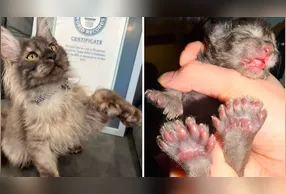 Erebus Anomaly, um gato polidáctilo dos EUA, entra para o livro dos recordes com 29 dedos. Saiba mais sobre essa curiosa condição genética.