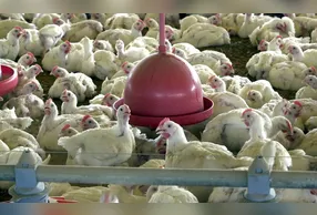 O uso de hormônios para crescimento de aves é proibido no Brasil.