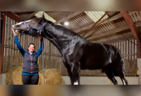 Hugo mede 1,99 metro até a cernelha, pesa cerca de 890 kg e foi reconhecido pelo Guinness como o cavalo vivo mais alto do mundo.