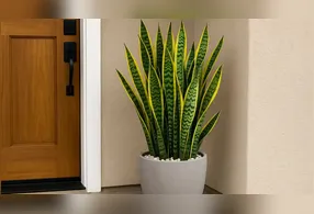 Descubra onde colocar a espada-de-são-jorge em casa e como cuidar dela para trazer proteção e prosperidade, de acordo com o Feng Shui.